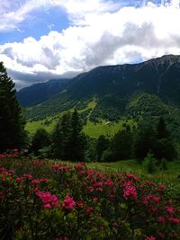 Scenic view of flowering plants on field against sky