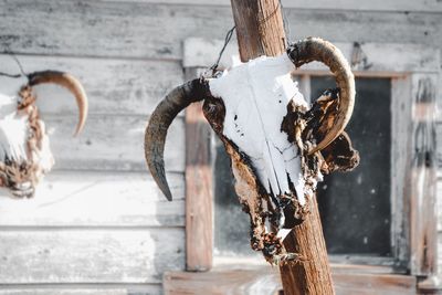 Close-up of animal skull