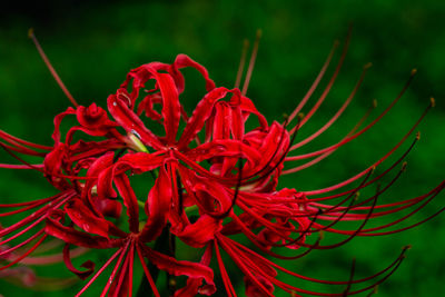 Close-up of red flowering plant