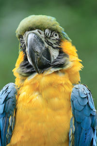 Close-up of a parrot