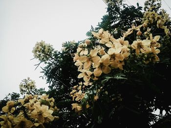 Low angle view of tree against sky