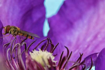 Close-up of insect on purple flower