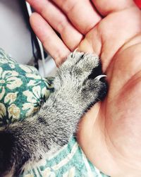 Close-up of cat paw and male hand