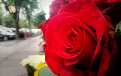 Close-up of red rose