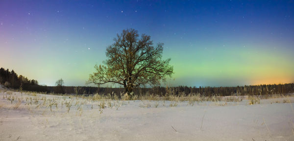 Trees on field against sky at night
