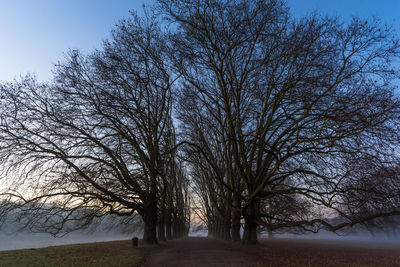 Trees against sky during sunset