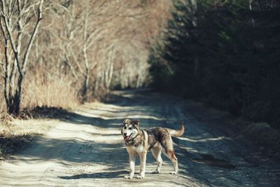 Dog on dirt road