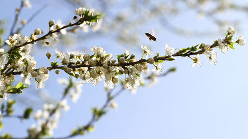 Low angle view of cherry blossoms in spring