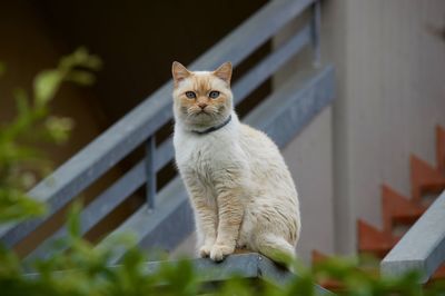 Portrait of cat looking away