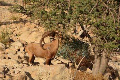 Sheep standing on rock against trees