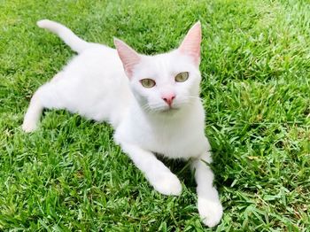 Portrait of white cat lying on grass
