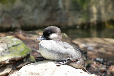 Close-up of bird perching on rock