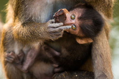 Close-up of monkey holding infant