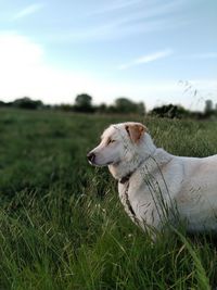 Countrydog