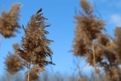 Low angle view of plants against clear blue sky