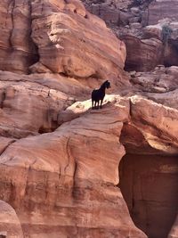 View of goat on rock formation