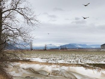 Birds flying over land against sky during winter