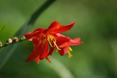 Close-up of red flowering plant