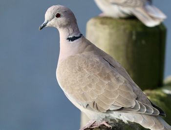 Close-up of bird perching