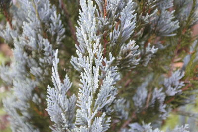 Close-up of snow covered pine tree