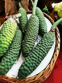 High angle view of succulent plant in basket