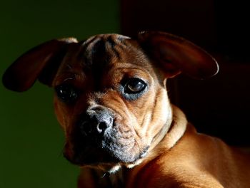 Close-up portrait of dog