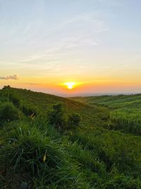 Scenic view of field against sky during sunset