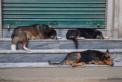 Dog lying down