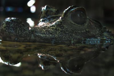 Close-up of turtle in water