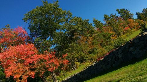 Scenic view of trees against sky