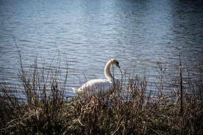 Side view of swan at riverbank