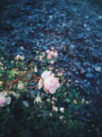 Close-up of pink flowers blooming outdoors