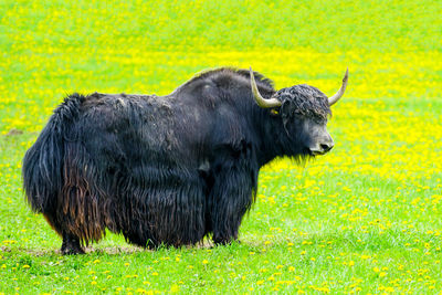 Long haired domestic yak, bos grunniens stands in a flowering meadow