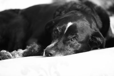 Domestic black dog with sweet and sad look, emotional black and white photo