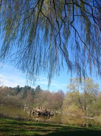 Scenic view of grassy field against sky