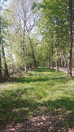 Trees growing in field