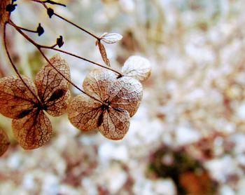 Close-up of flowering plant