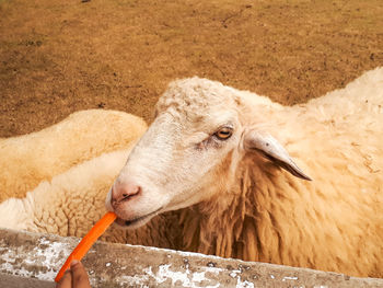 Close-up of a horse