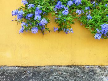 Close-up of yellow flowering plants on wall