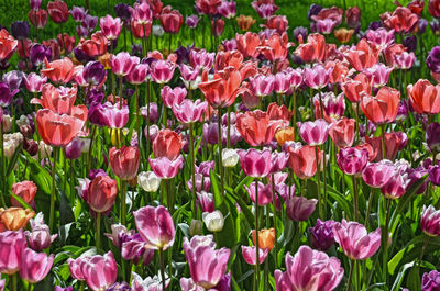 Full frame shot of tulips blooming on field