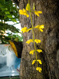 Close-up of yellow flowers on tree trunk