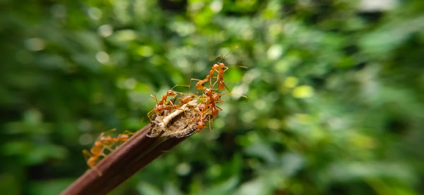 Close-up of insect on plant