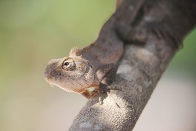 Close-up of lizard on tree