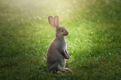 Rabbit on grassy field