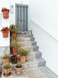 Potted plant by staircase outside building