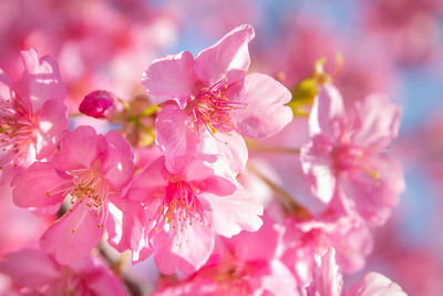 Close-up of pink cherry blossom