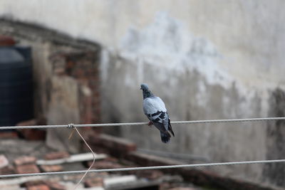 Close-up of bird perching on metal