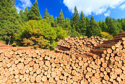 Stack of logs against trees in forest