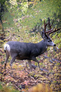 Deer standing in a forest