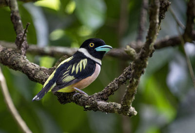 Close-up of bird perching on branch